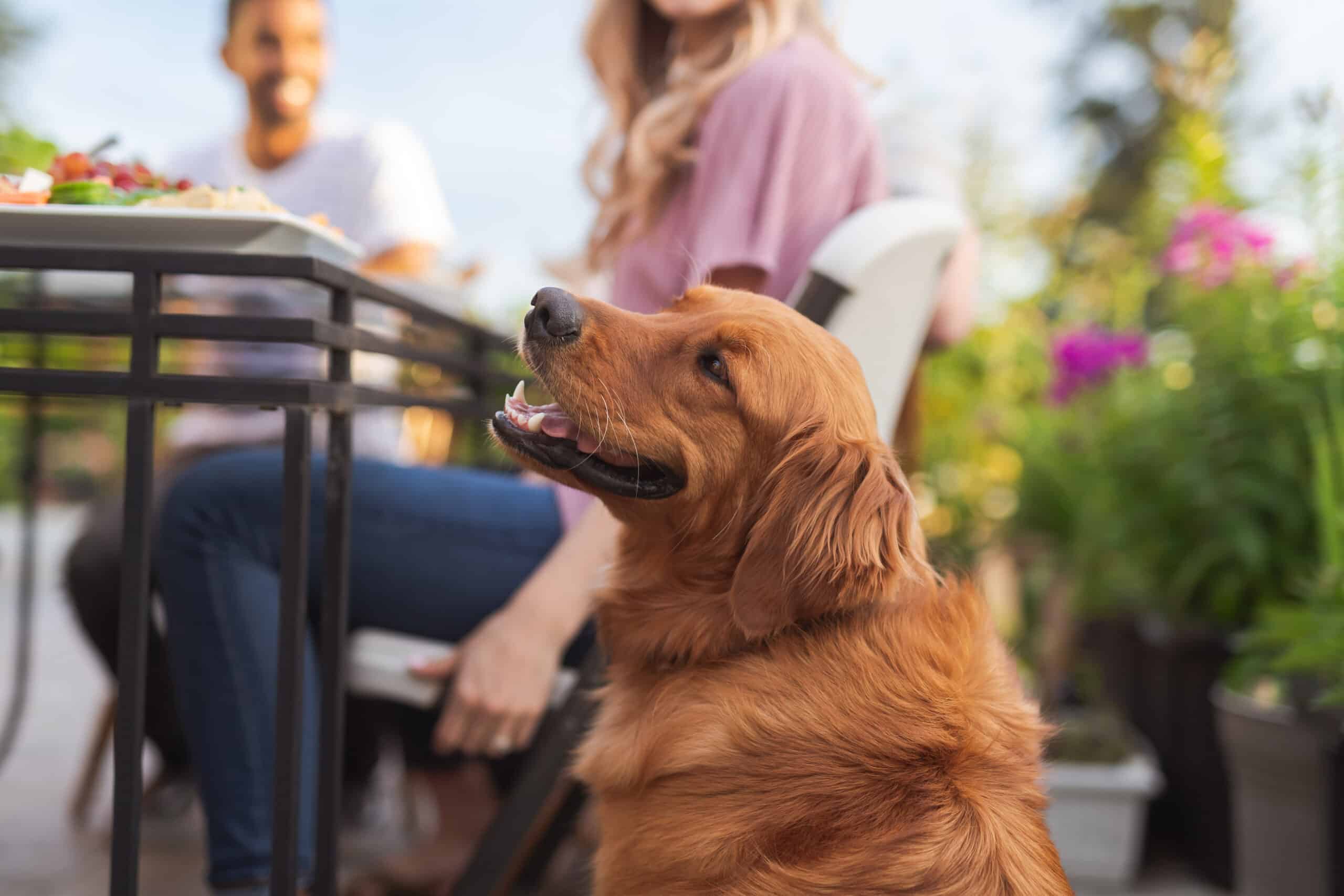 A multiethnic group of young friends enjoy good food and conversation together on a terrace outside on a summer evening. The focus iis on a beautiful golden retriever sitting by the table in the foreground.