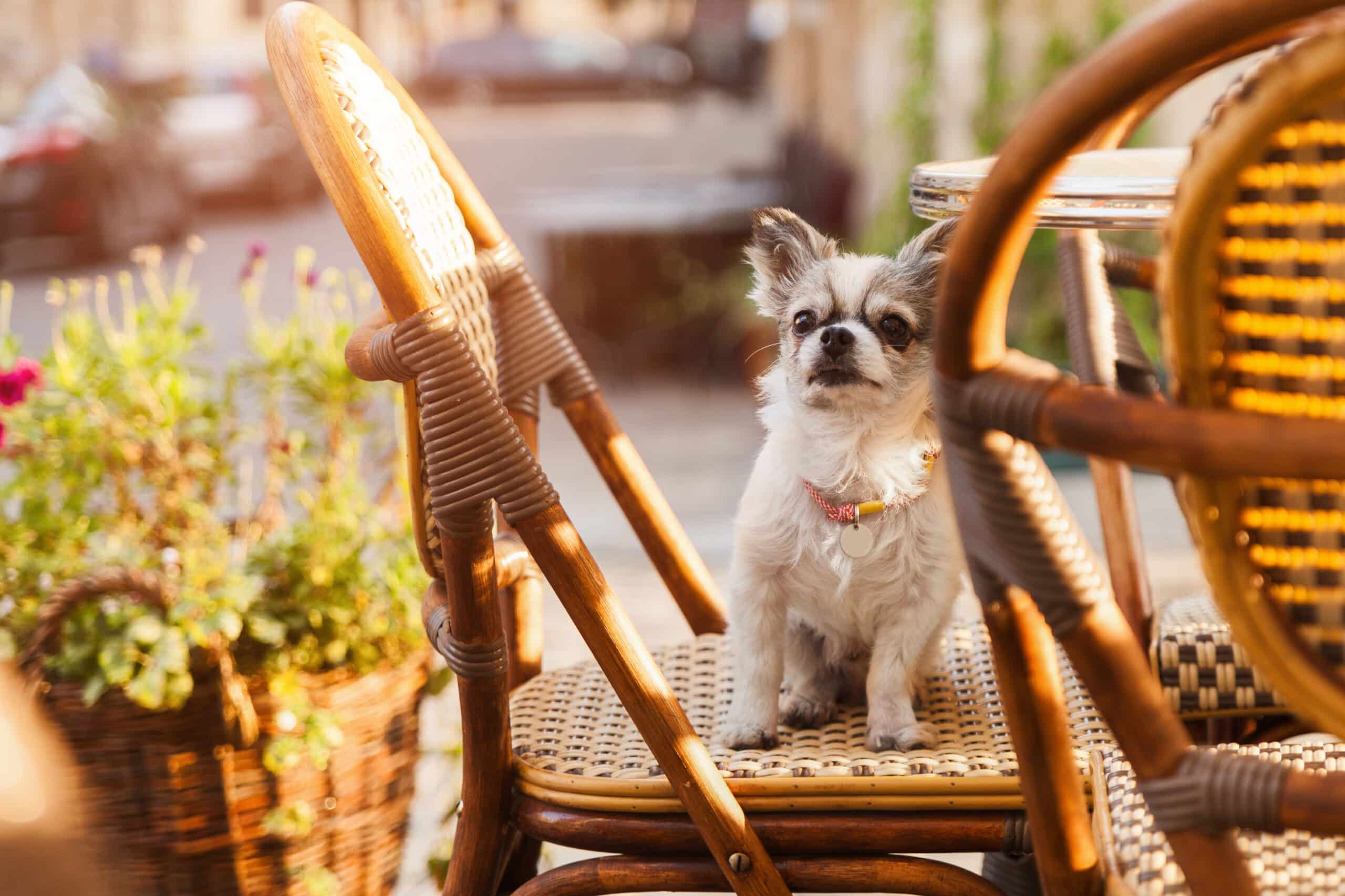 Cute chihuahua young dog in outdoors cafe with chairs and green plants and flowers in pots in old city downtown. Summer morning solar bright effect. Pets friendly vacations travel concept.