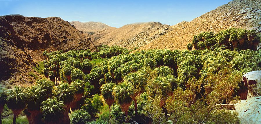 palm canyon