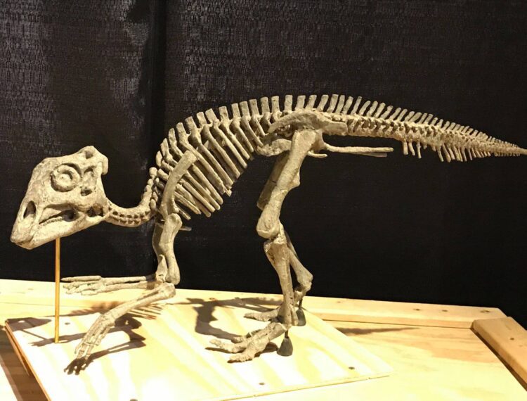replica of dinosaur skeleton
