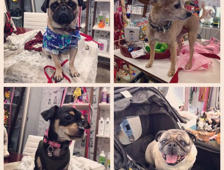 four images of dogs in the store