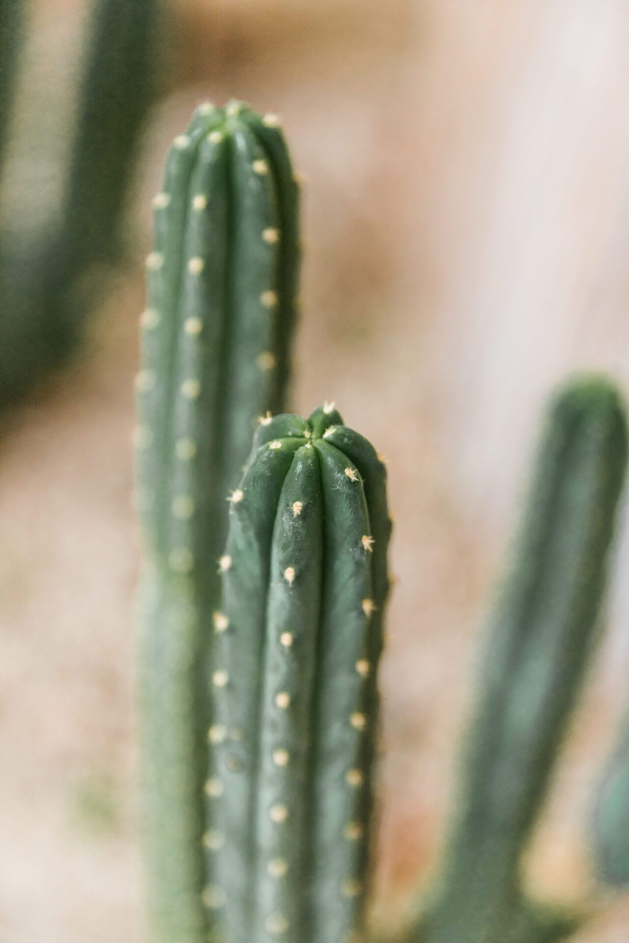 Talavera Palm Springs cactus