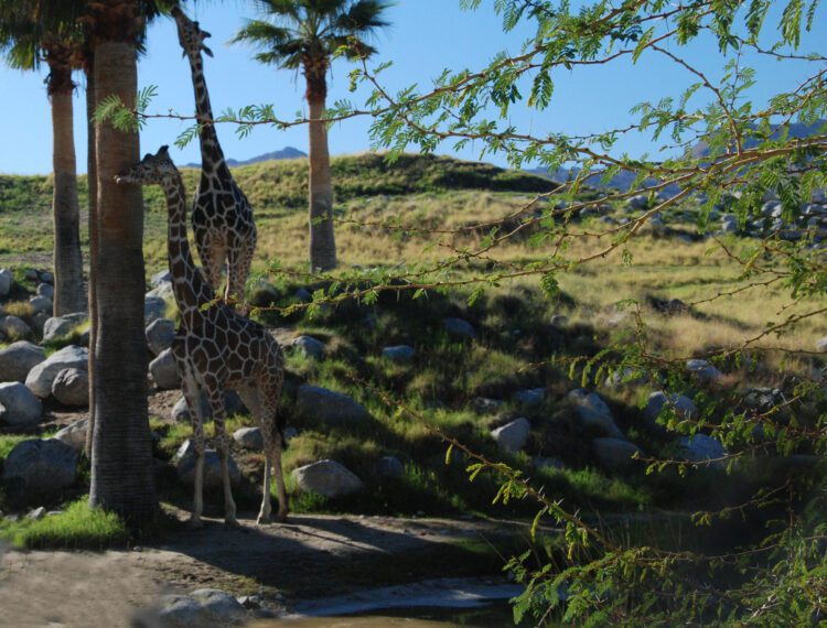 giraffe at living zoo