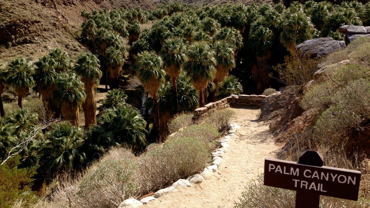 palm canyon trail in palm springs