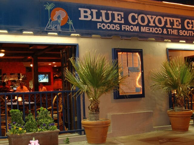 blue coyote