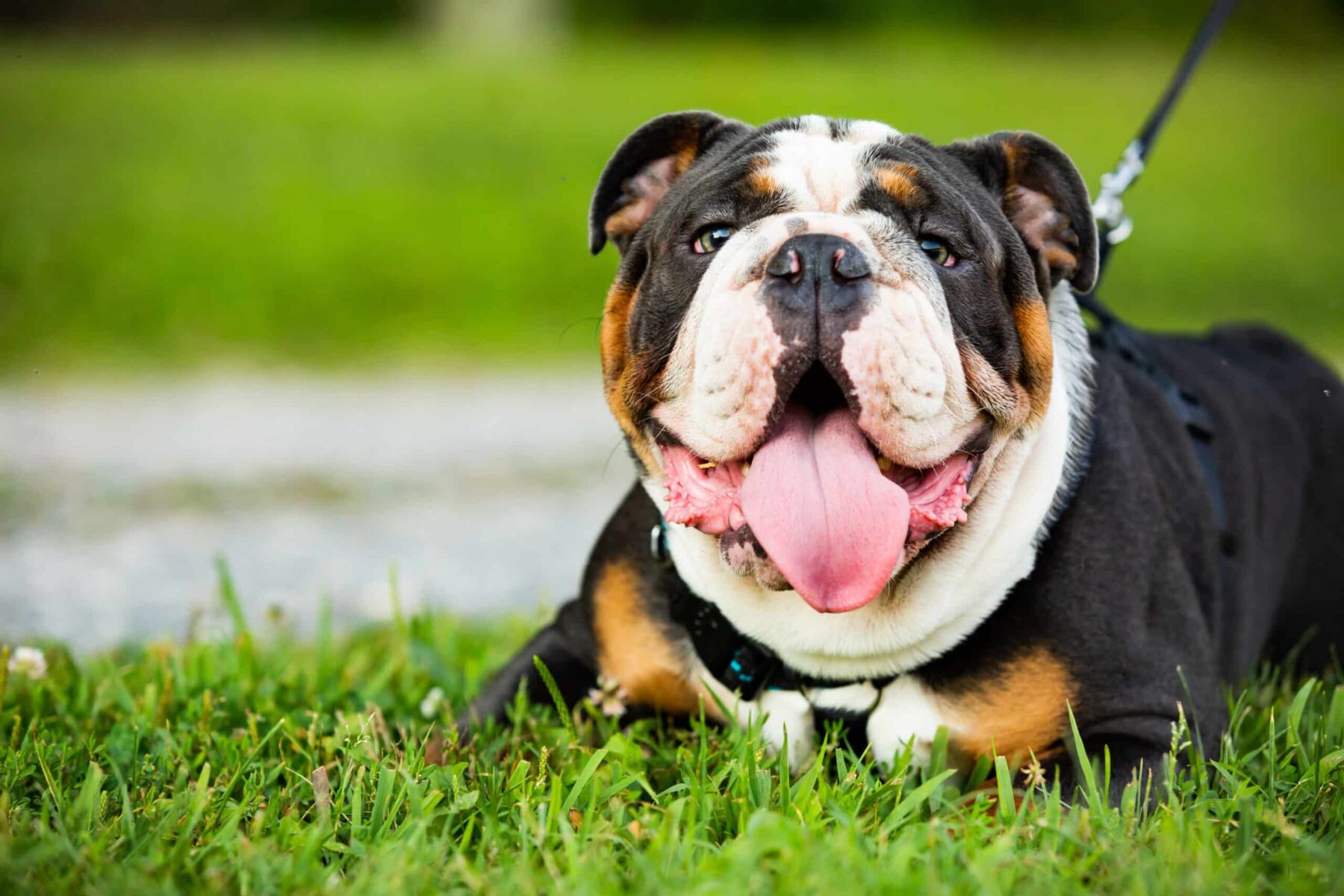 One wrinkled happy English Bulldog laying in grass wearing leash smiles with tongue out looking at camera