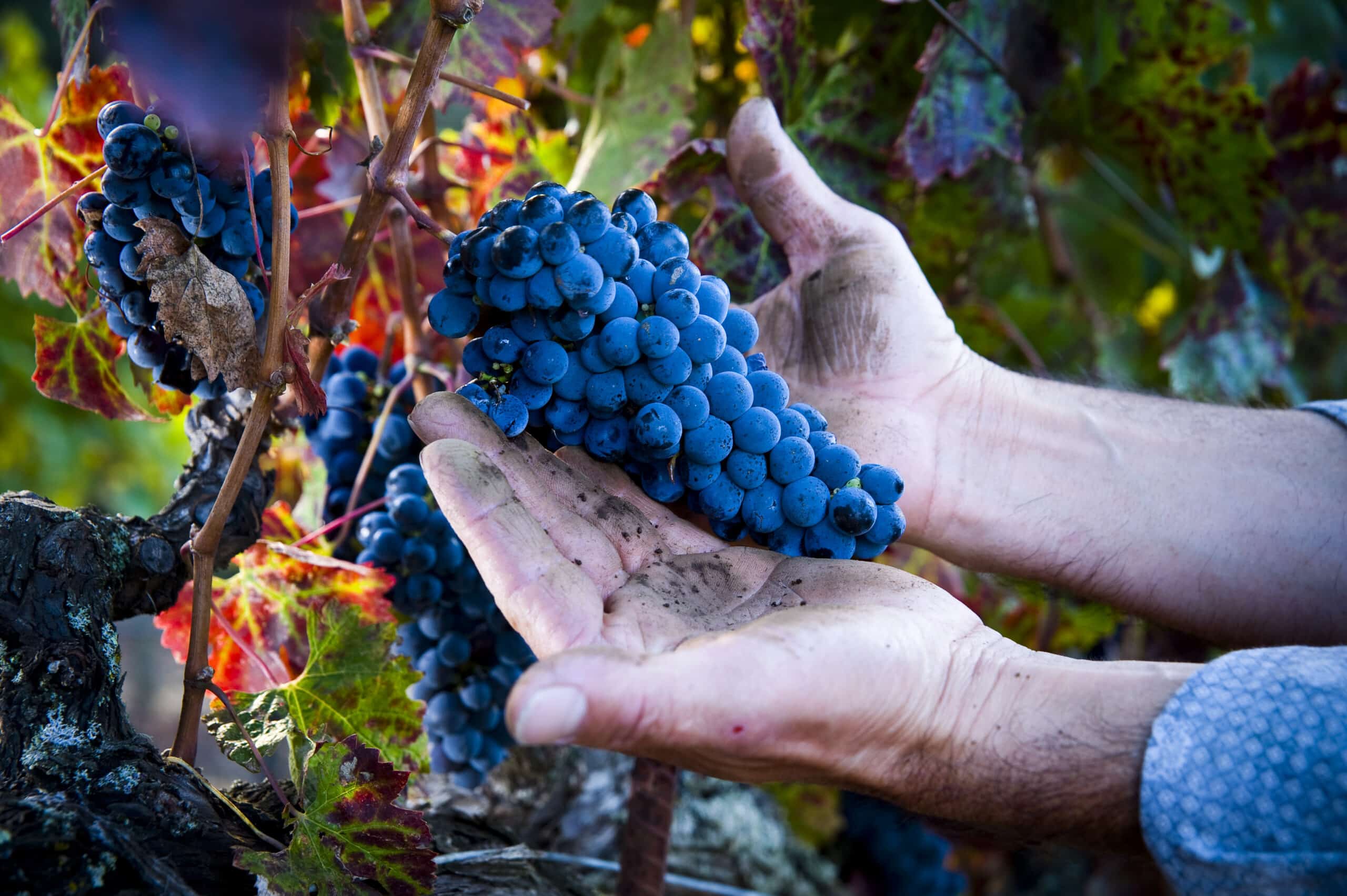 Hands of a migrant worker holding cabernet sauvignon wine grapes in vineyard with copy-space.