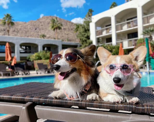 palm-mountain-pool-pets dog