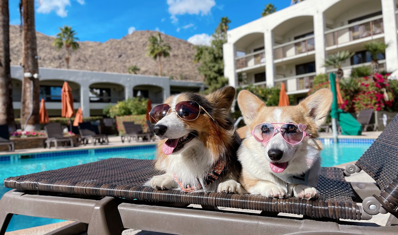 palm-mountain-pool-pets dog