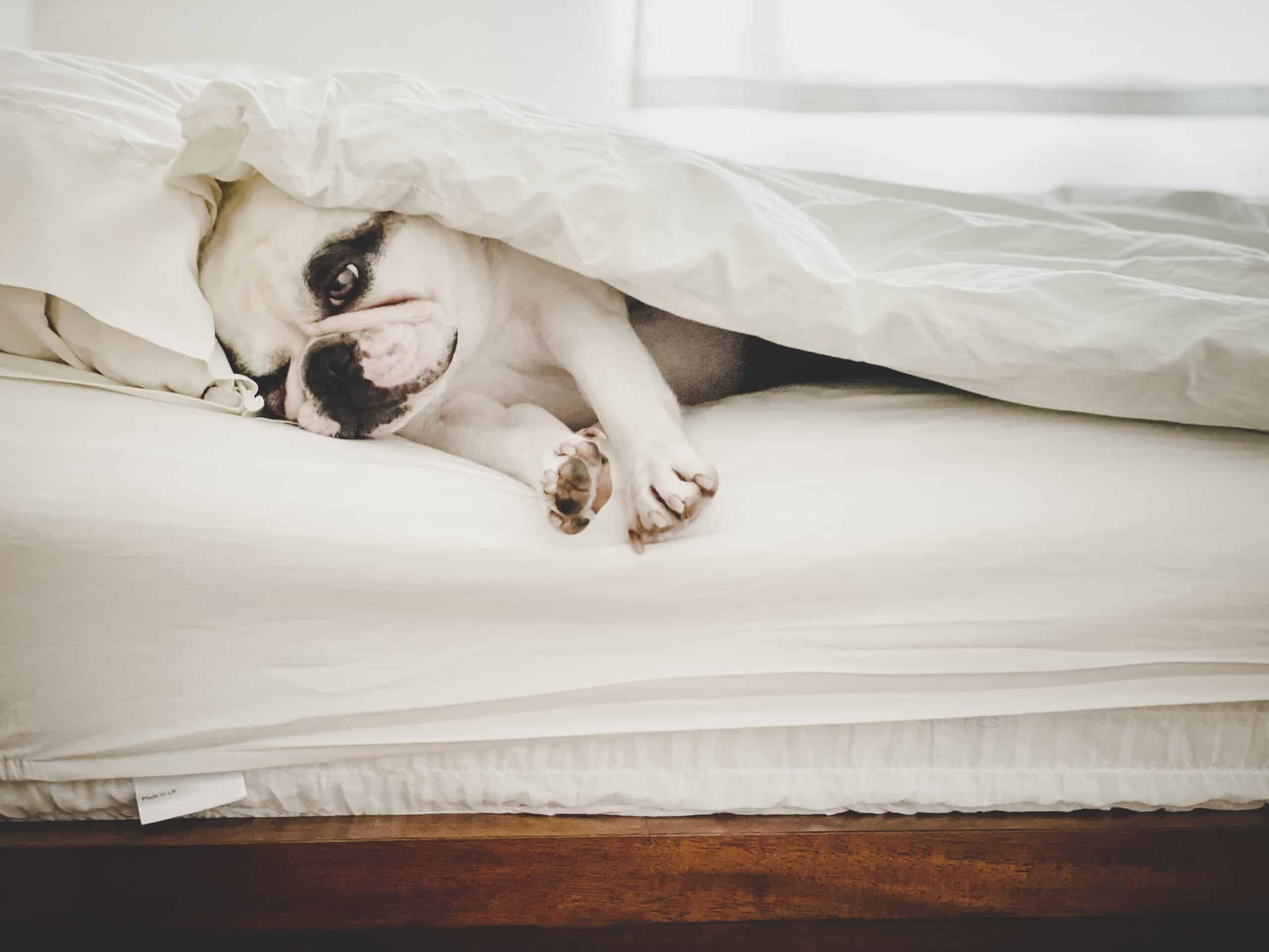 French Bulldog sleeping on human bed