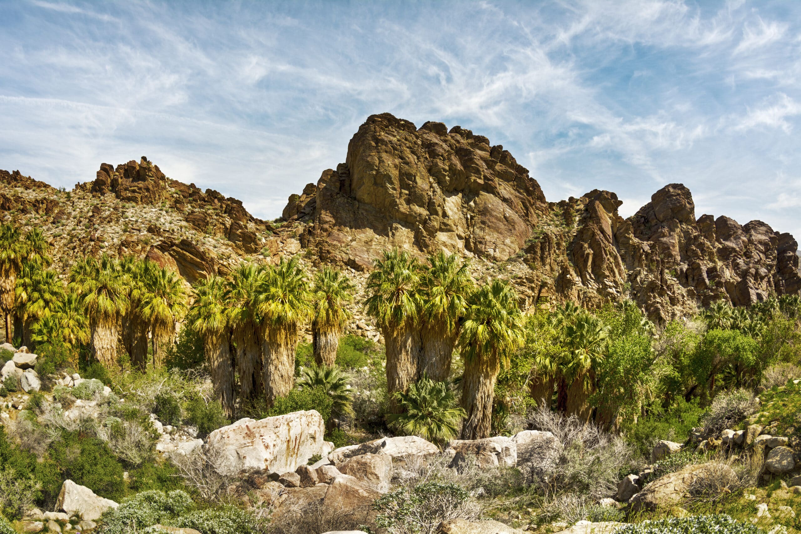 Scenic view of a rocky mountainside in Palm Springs framed with a row of palm trees and other natural foliage.