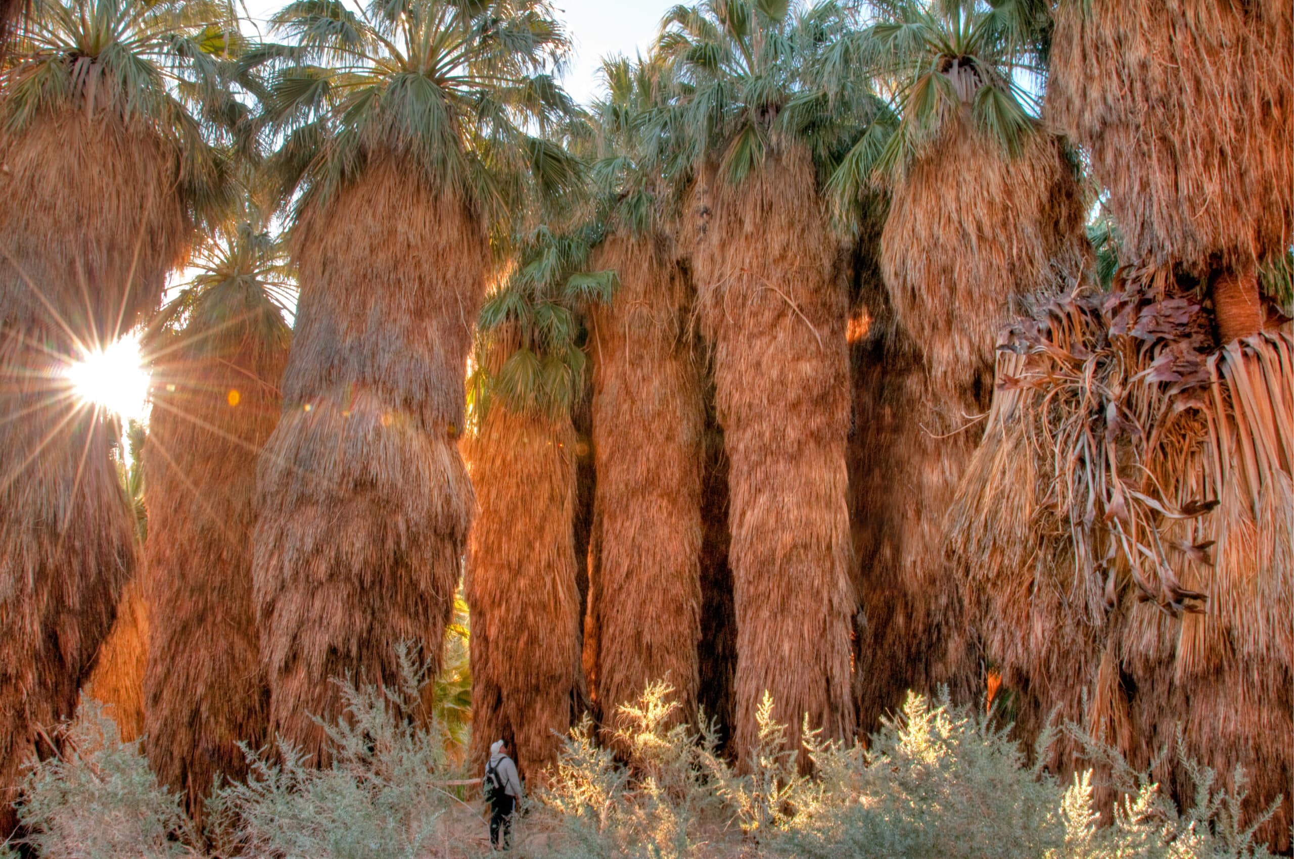 Man stands beneath giant palms in desert oasis