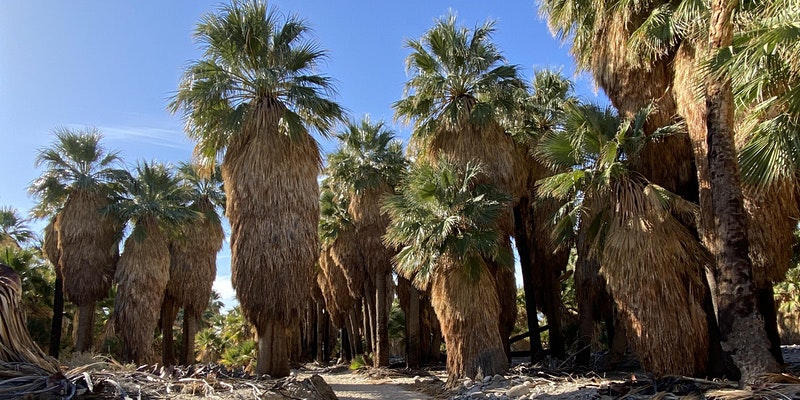 Hidden Palm Oasis Hike