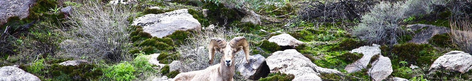 Big Horn sheep at Oswit-Canyon
