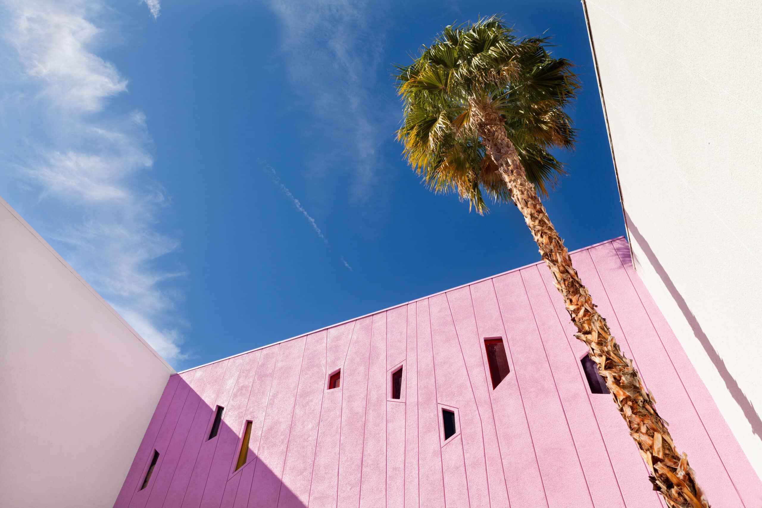 Saguaro pink wall.