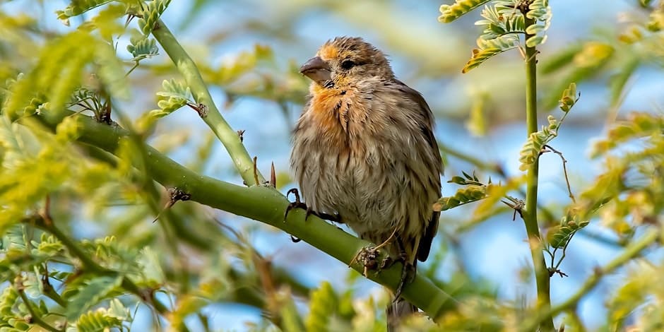 A wet, bedraggled bird perched on a green branch with young leaves, set against a soft-focus background of blue sky and foliage.