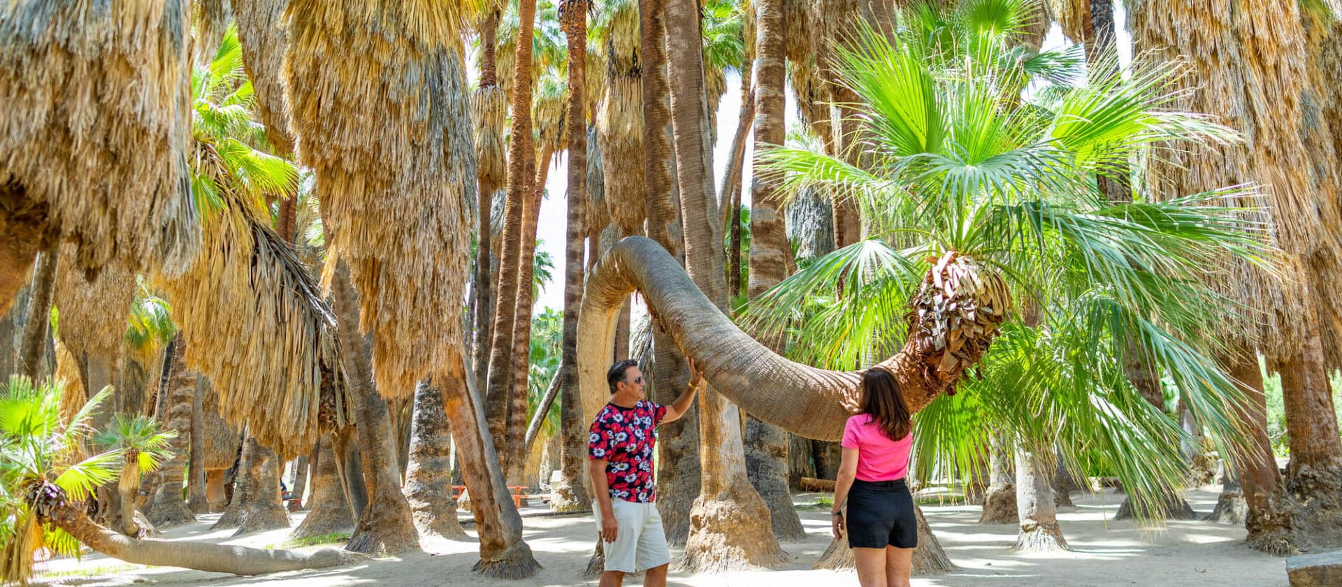Two people standing under unusually shaped palm trees in a tropical setting, one person touching a bent palm trunk while looking upwards.