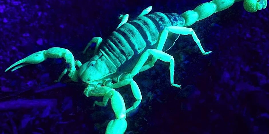 A scorpion under ultraviolet light, glowing with a bright greenish-blue color against a dark background.